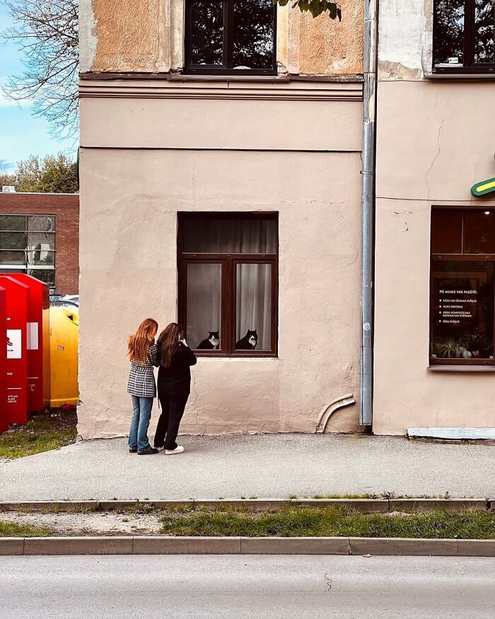 Two women admiring kitties sitting by the window of a beige building on a quiet street during daytime.
