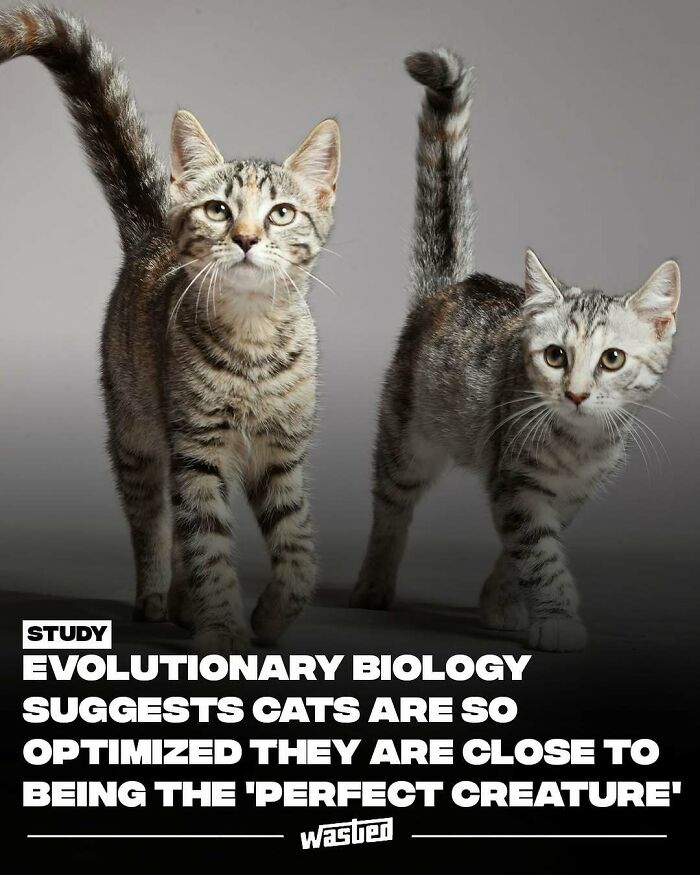 Two tabby cats walking side by side, illustrating evolutionary biology facts shared by 18.2M followers.