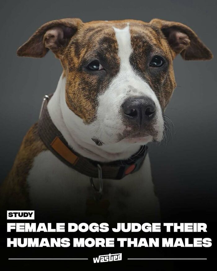 Brindle and white female dog wearing collar with text about female dogs judging humans more than males.