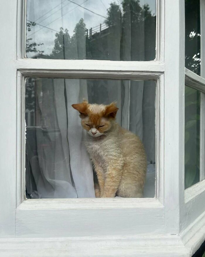 Curly-haired kitty sitting by the window with white curtains, making the day brighter with a calm presence.