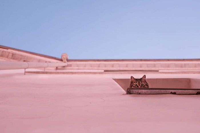 Tabby kitty sitting by the window on a building ledge, looking out under a clear blue sky.
