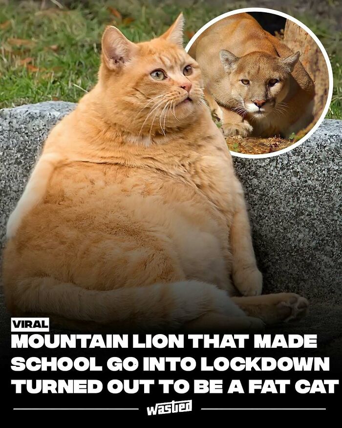 Fat cat mistaken for mountain lion in a viral post shared by 18.2M people learning fun facts and new things.