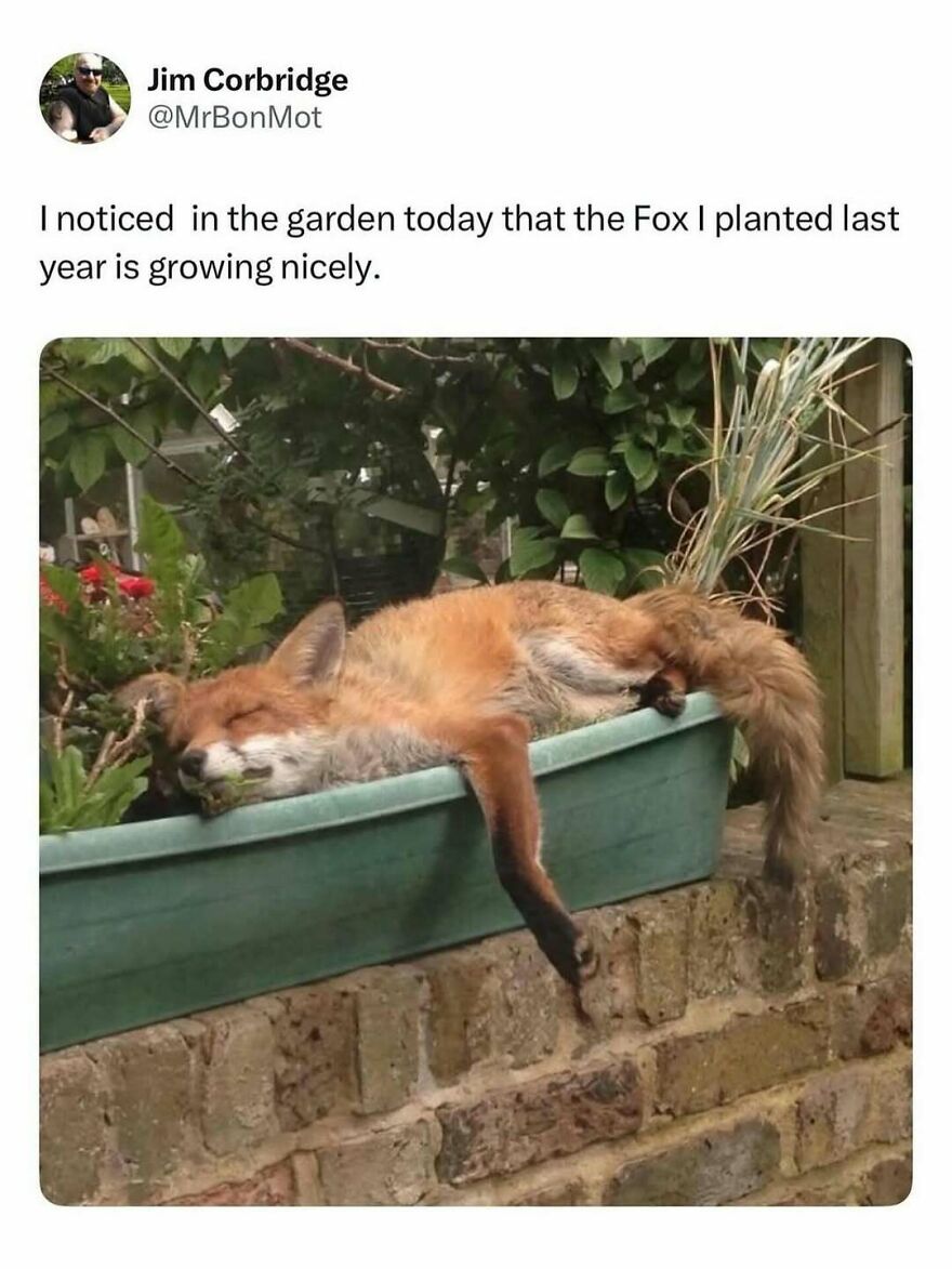 Fox lying in a garden planter with plants, a funny animal meme bringing light to your day.
