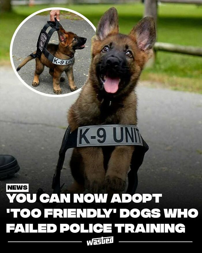 Cute German shepherd puppy wearing K-9 unit harness, highlighting fun facts and new things about police dog adoption.