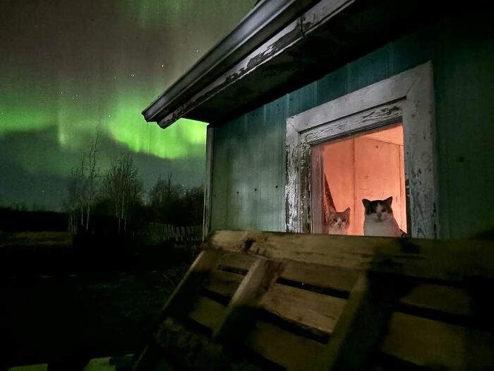 Two kitties sitting by the window at night with a view of the northern lights in the dark sky outside.