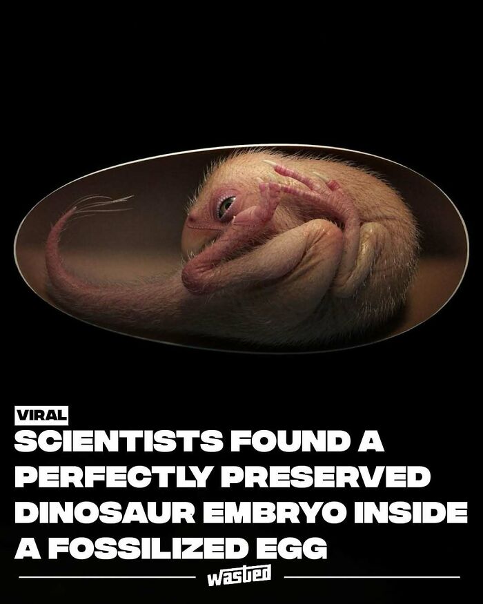 Perfectly preserved dinosaur embryo fossil inside an egg with 18.2M people following to learn fun facts.