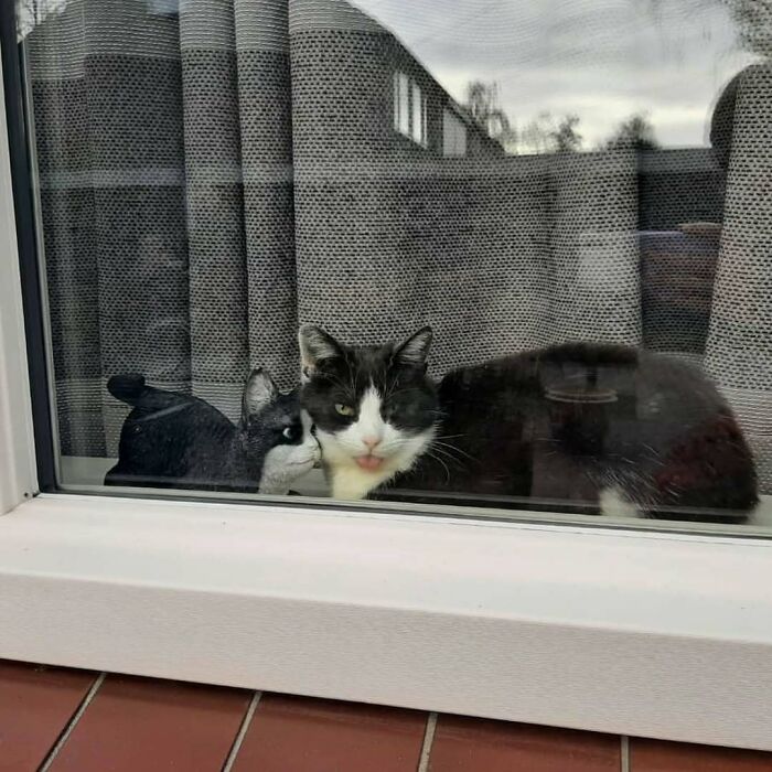 Two kitties sitting by the window, one with black and white fur and the other nuzzling close on a rainy day.