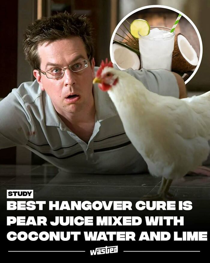 Man looking surprised at a chicken with a study on hangover cure involving pear juice and coconut water.