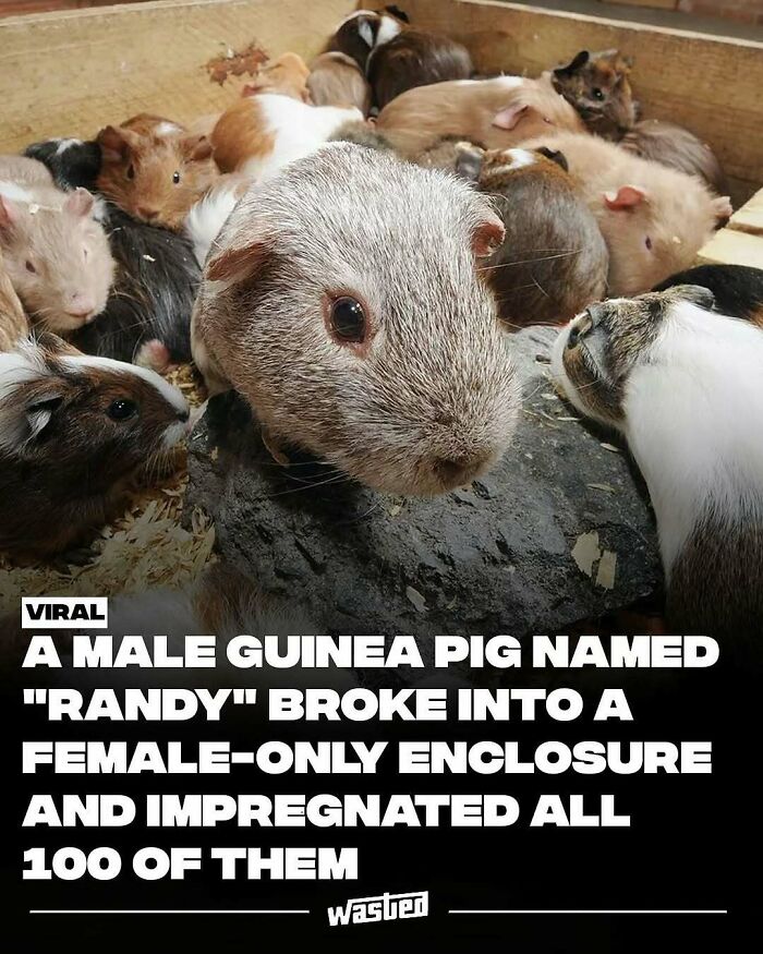 A group of guinea pigs in an enclosure, highlighting fun facts and learning new things about animals.