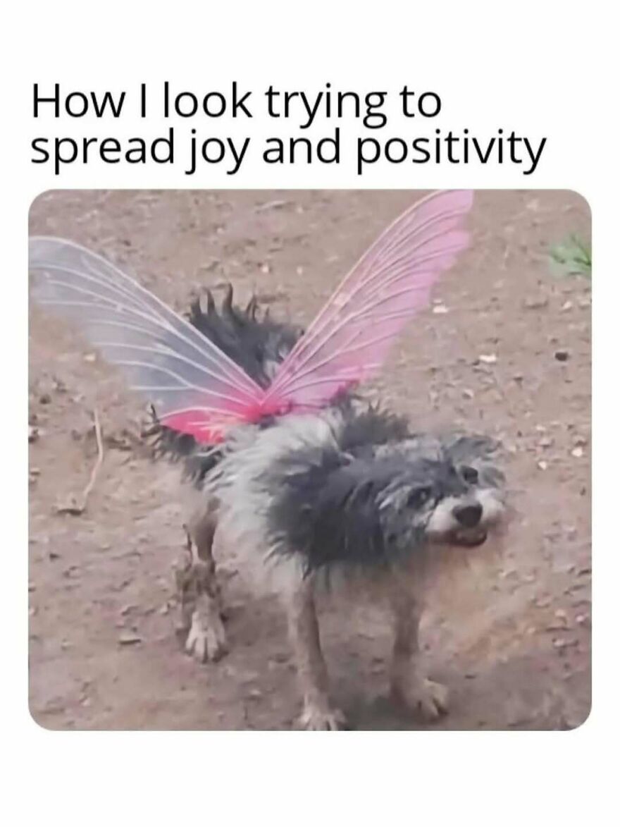 Small scruffy dog with mismatched fairy wings, appearing to try spreading joy in a funny animal meme.