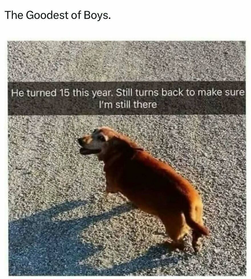 A funny animal meme showing a dog turning back with caption about loyalty, perfect for funny animal memes.