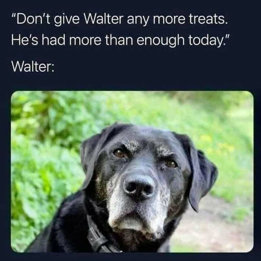 Funny animal meme showing a black dog named Walter reacting after being told no more treats for the day.