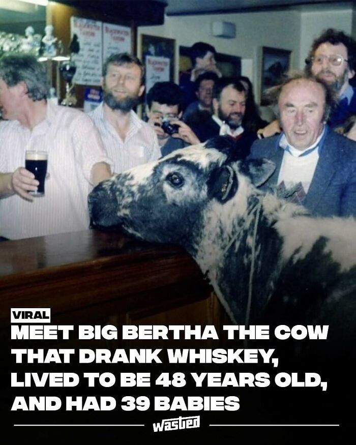 Cow named Big Bertha at a bar surrounded by people, featured on a popular page with fun facts and new things.