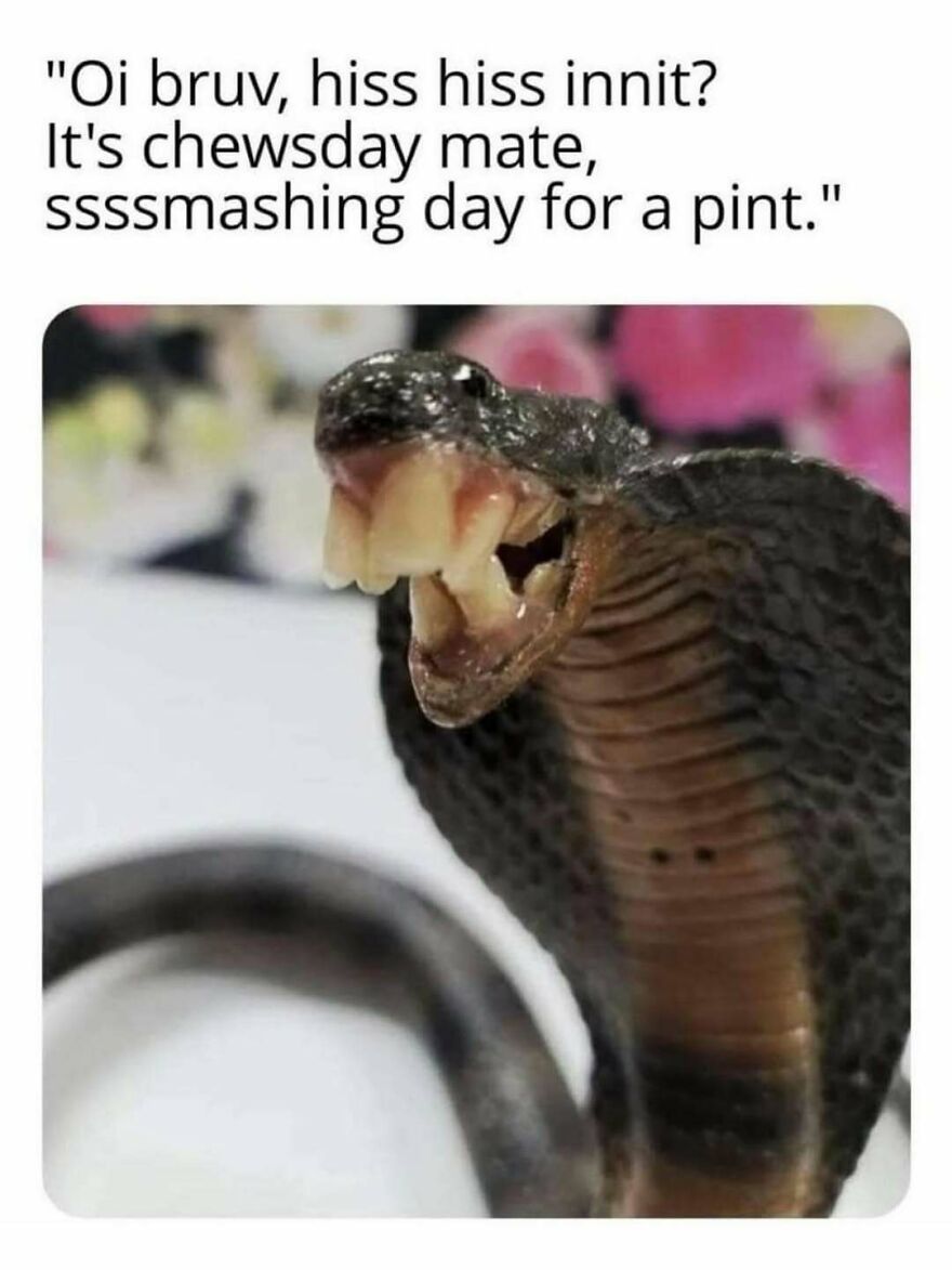 Close-up of a funny snake meme with text, featuring a snake with human-like teeth, part of funny animal memes.