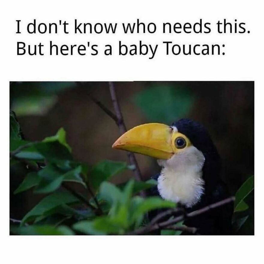 Funny animal memes featuring a baby toucan perched among green leaves to brighten your day.