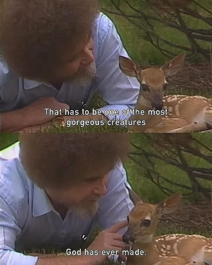 Man with afro gently touching a young deer in nature, a funny animal meme capturing a tender moment between human and wildlife.