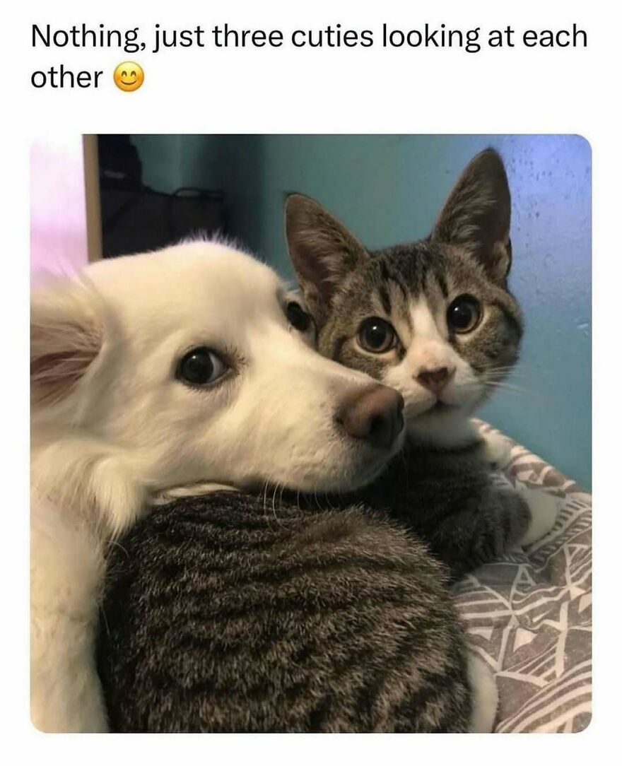 Dog and two cats cuddling closely, creating a funny animal meme moment full of charm and cuteness.