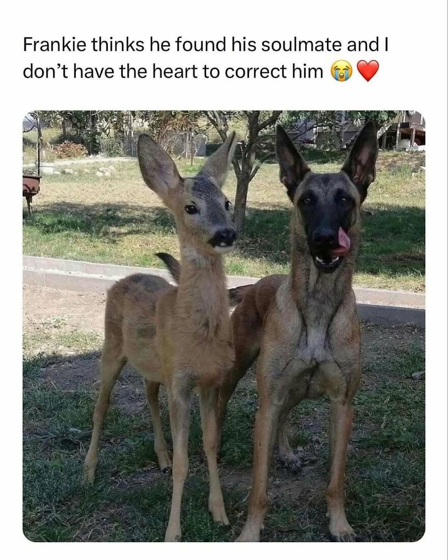 Deer and dog standing together outdoors in a funny animal meme capturing an unlikely friendship moment.