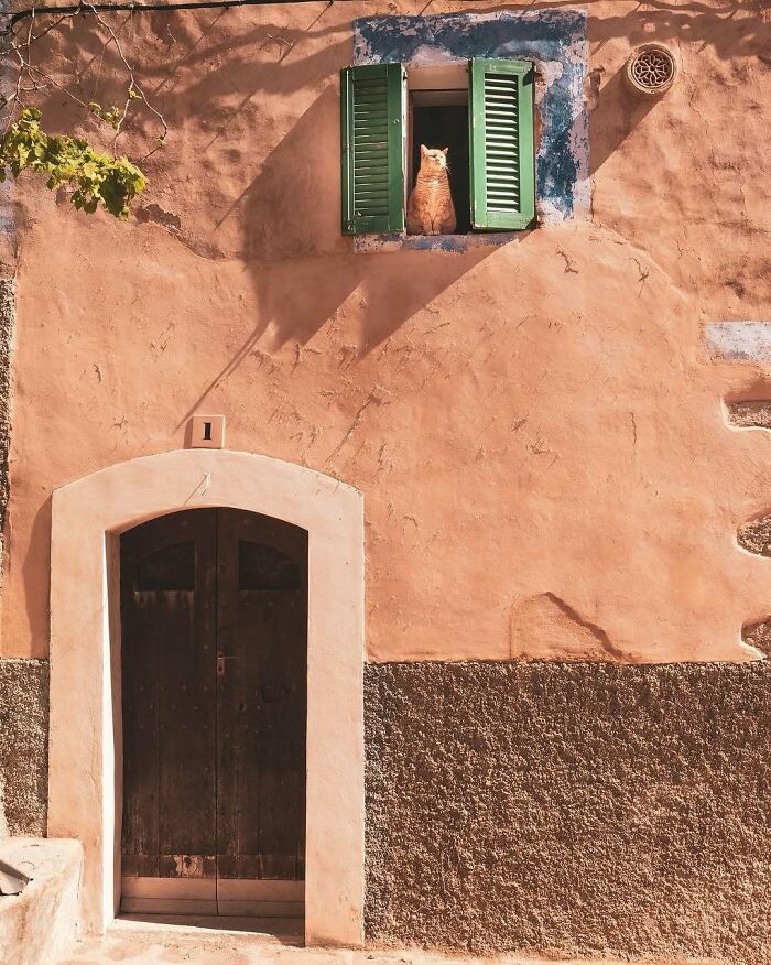 Orange cat sitting by the window with green shutters on a rustic peach-colored wall in soft sunlight.