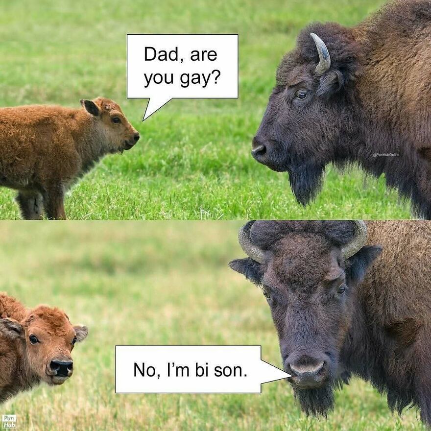 Funny animal meme featuring a bison and calf with a pun dialogue in a green grassy field background.