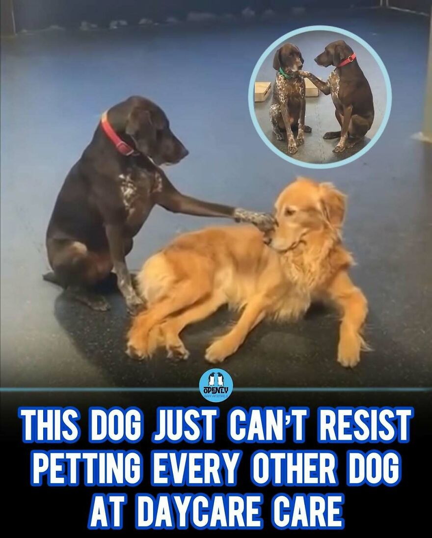 Two dogs, one gently petting the other, illustrating a funny animal meme about daycare interactions.