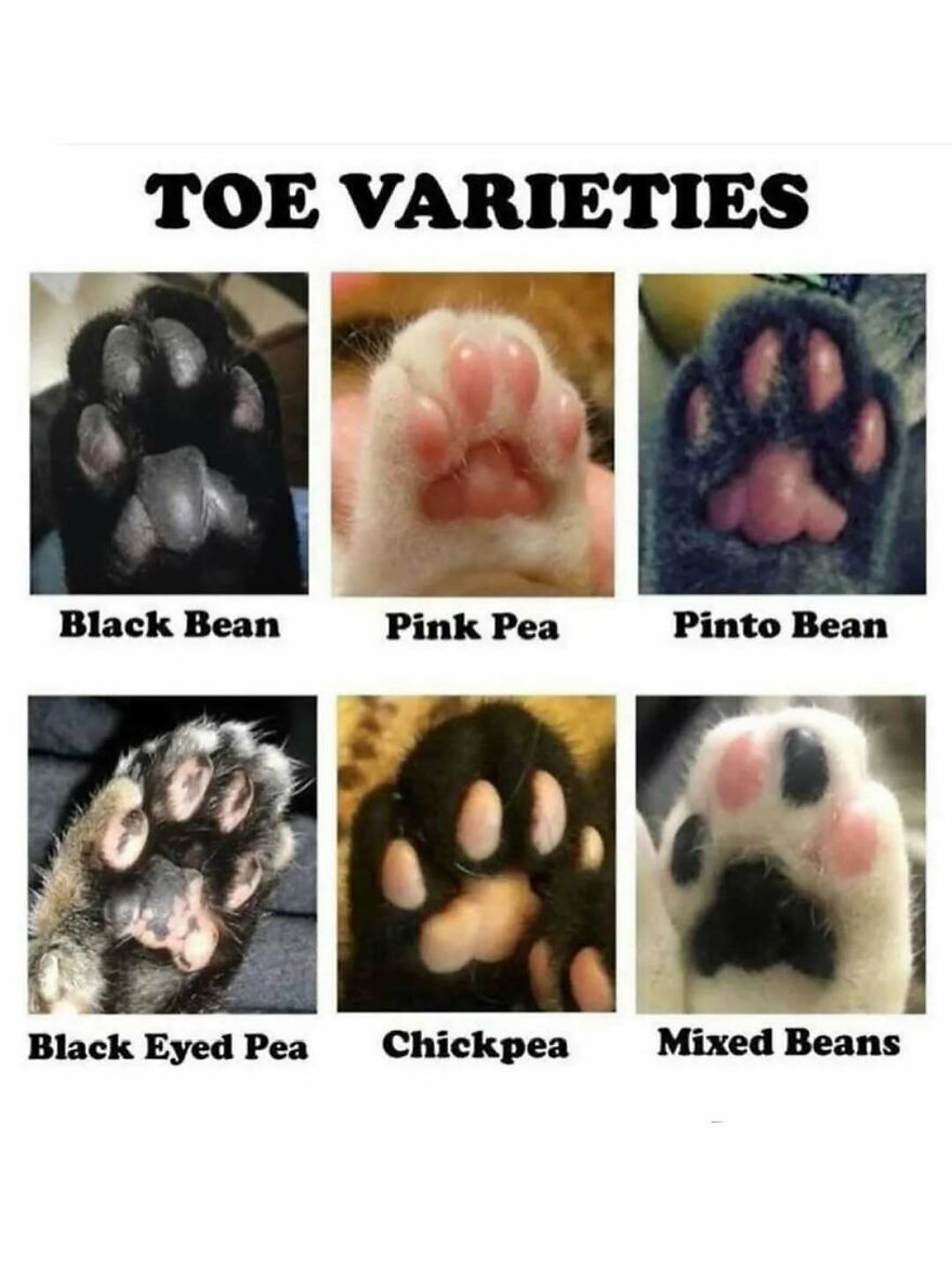 Six close-up photos of cat paws showing different toe pad colors and patterns in a funny animal memes style.