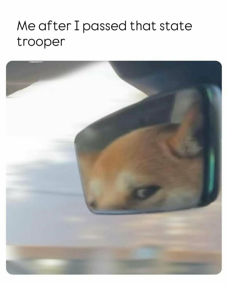 Dog's suspicious face seen in car mirror, captured in a funny animal meme bringing light to your day.