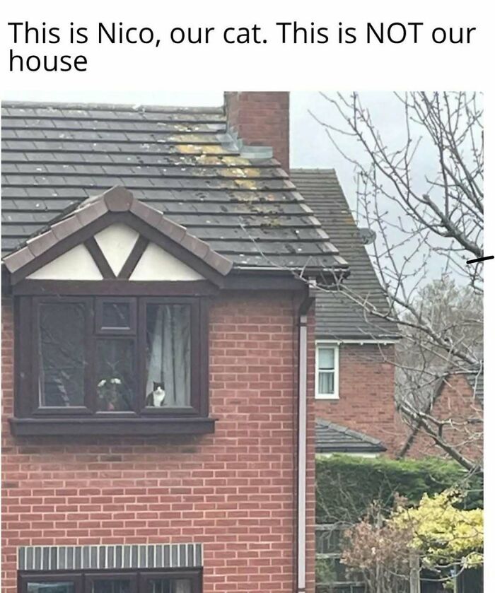 Cat named Nico sitting by a window in a brick house, a humorous post to help fight boredom and sadness with memes.