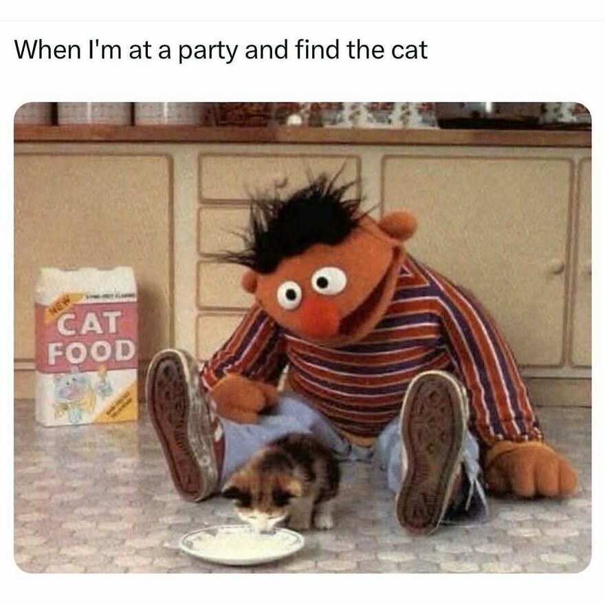 Funny animal meme showing a puppet sitting on the floor watching a cat eat from a plate, bringing light to your day.