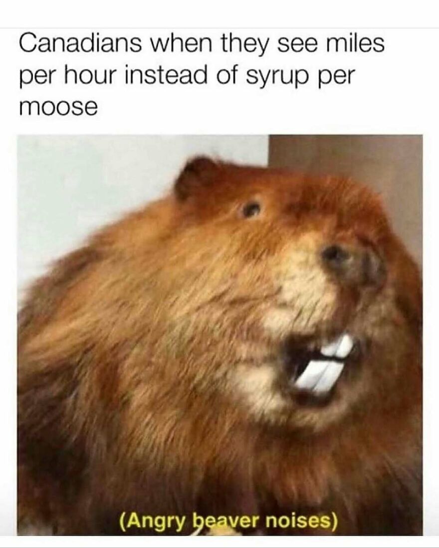Funny animal meme showing an angry beaver reacting to miles per hour instead of syrup per moose.
