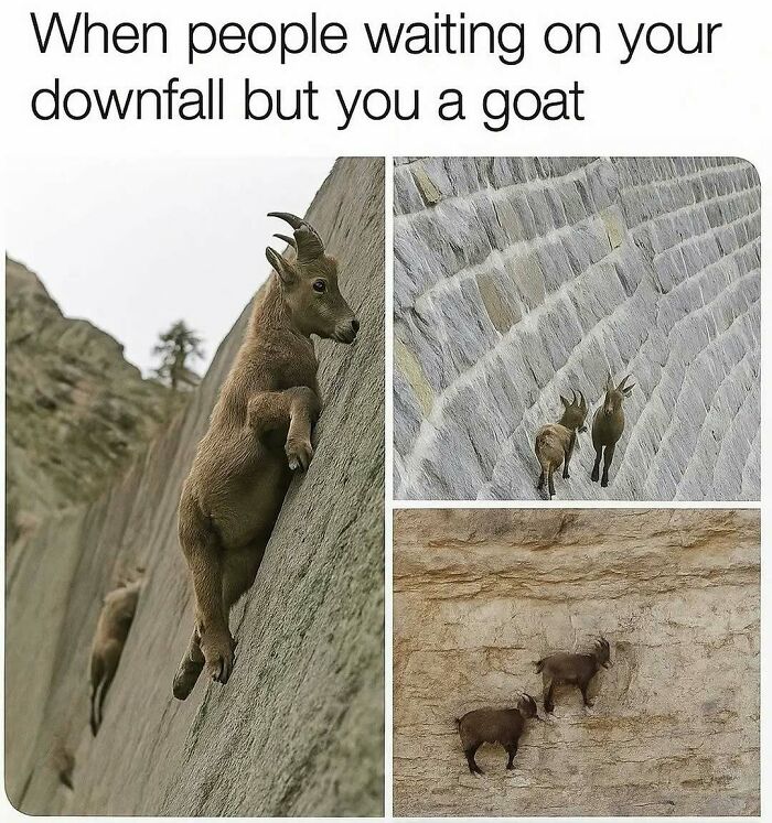 Goats climbing steep rock walls, showcasing resilience and humor in entertaining posts and memes to fight boredom and sadness.