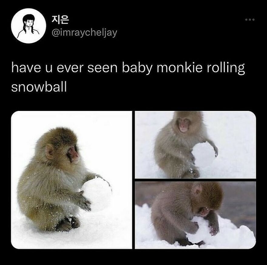 Baby monkey playing with a snowball in the snow, a cute example of funny animal memes to bring light to your day.