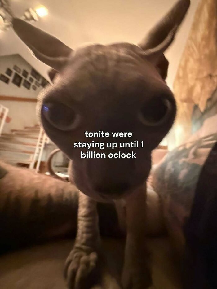 Close-up of a wide-eyed dog indoors with text about staying up late, perfect for entertaining posts and memes to fight boredom.