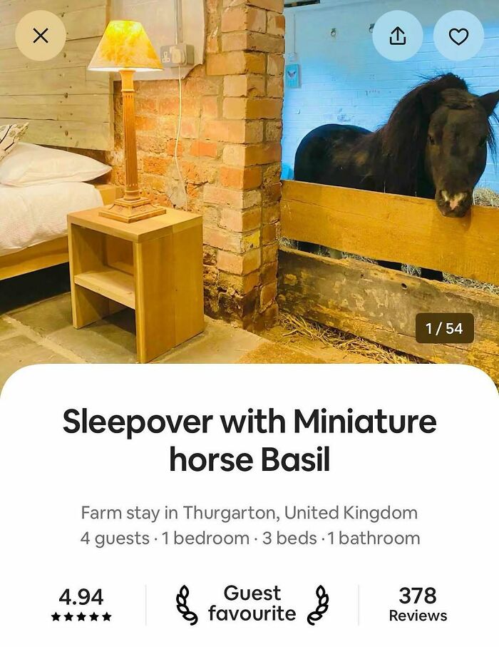 Cozy farm stay room with a miniature horse, offering an entertaining escape to fight boredom and sadness.