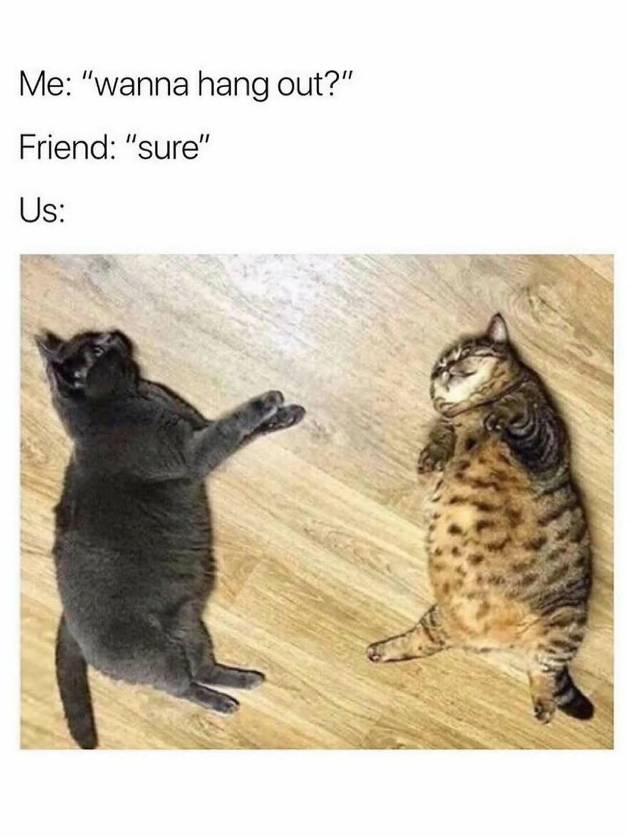 Two chubby cats lying on the floor humorously capture funny animal memes about hanging out moments.