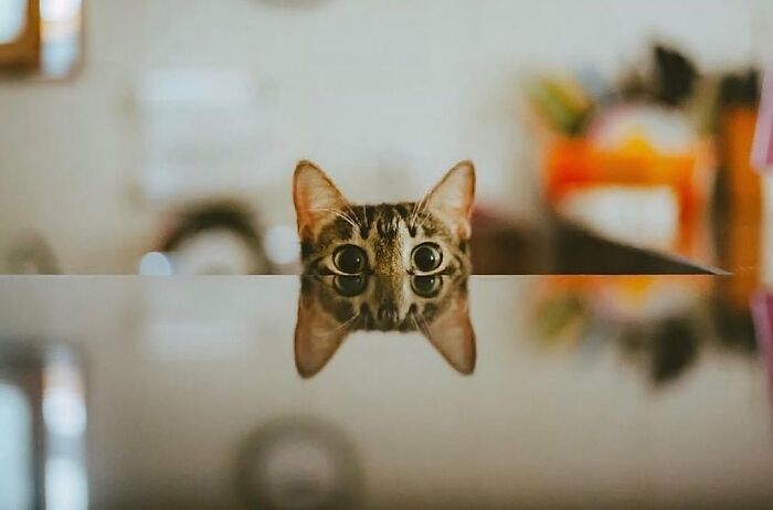 Tabby cat with wide eyes peeking over a reflective surface, capturing a purr-fect shot of cats stealing the show.