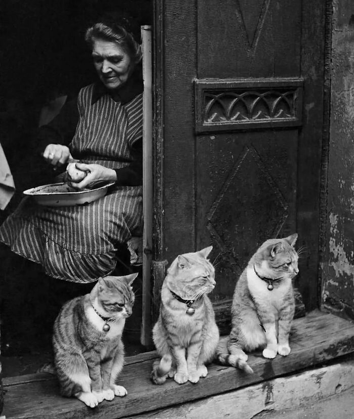 Three cats wearing collars sit on a doorstep while an elderly woman peels a potato inside, a purr-fect cat moment captured.