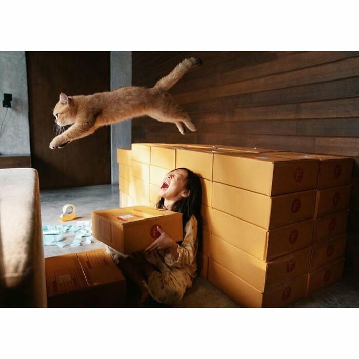 Cat making a dramatic leap over a woman surrounded by stacked boxes, capturing a purr-fect moment of action.