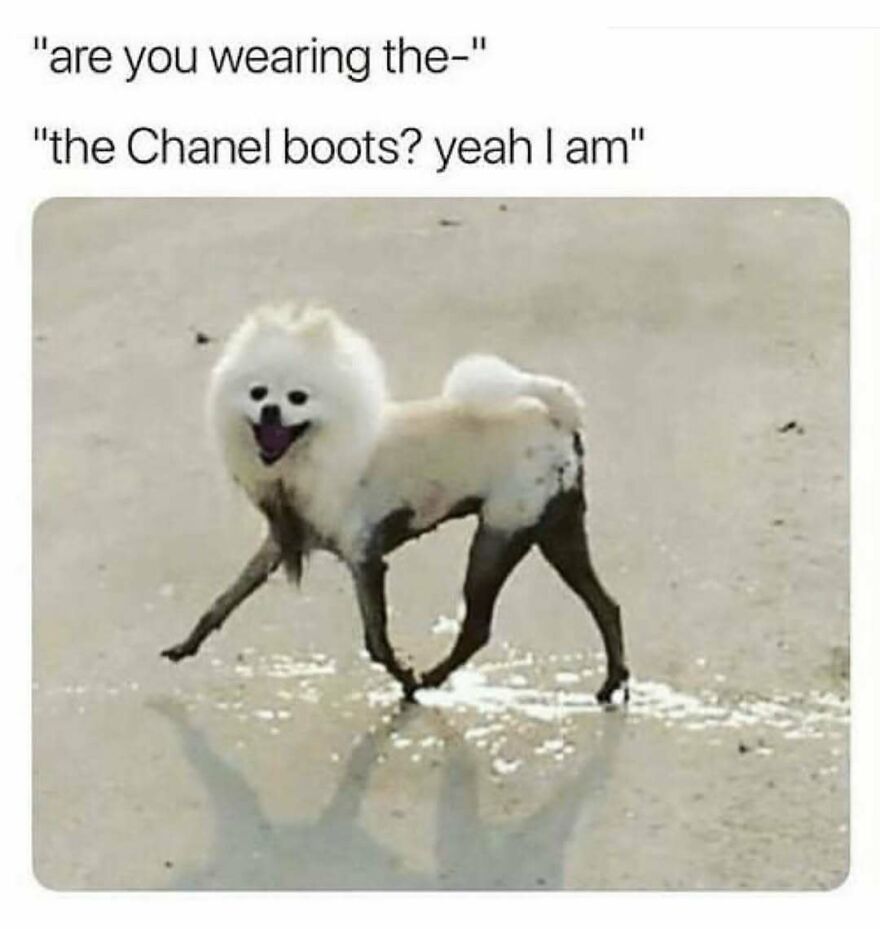 Funny animal meme showing a white dog with muddy legs seemingly wearing "boots" on a sandy surface.
