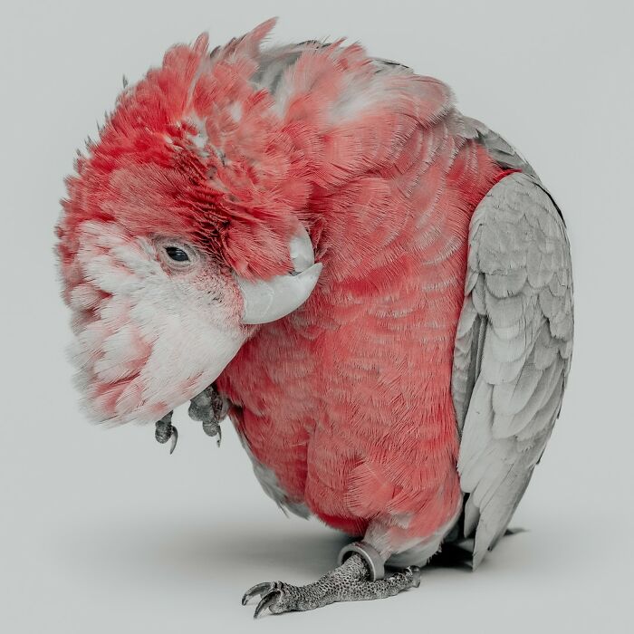 Pink and gray bird with a unique pose captured by Greg Murray, showcasing priceless animal expressions in photography.