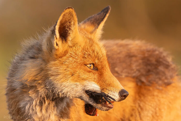 Foxes Are Way More Incredible Than You Think&mdash;Here Are 31 Proofs