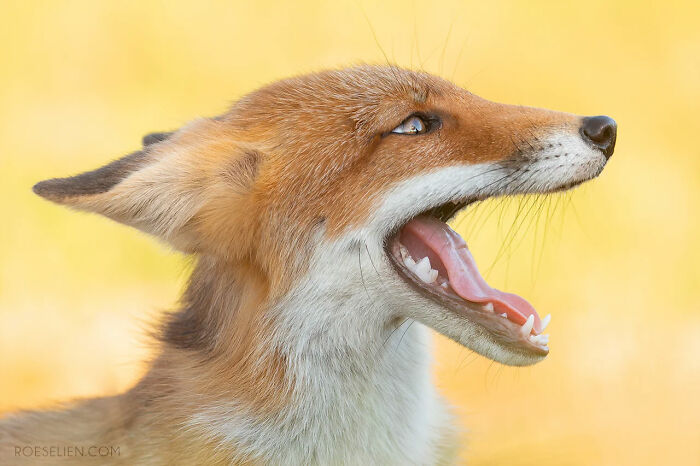 Foxes Are Way More Incredible Than You Think&mdash;Here Are 31 Proofs