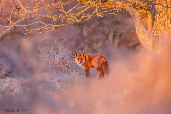 Foxes Are Way More Incredible Than You Think&mdash;Here Are 31 Proofs