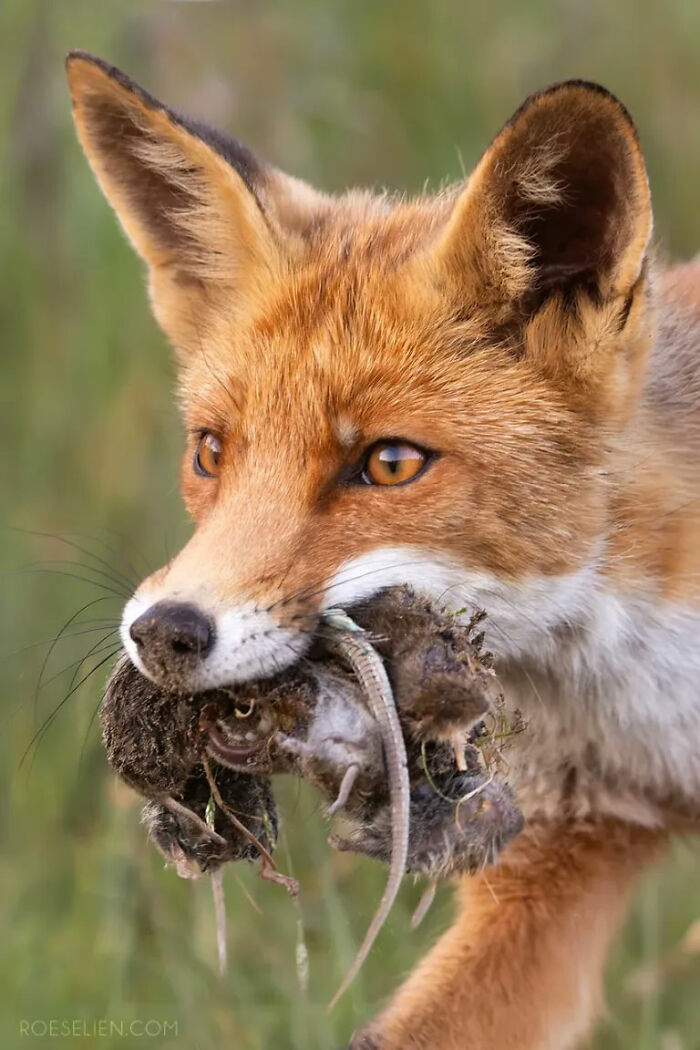 Foxes Are Way More Incredible Than You Think&mdash;Here Are 31 Proofs