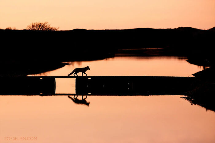 Foxes Are Way More Incredible Than You Think&mdash;Here Are 31 Proofs