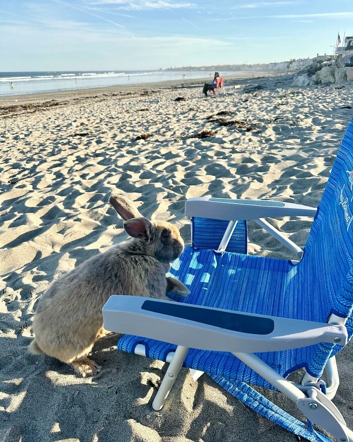Frail rabbit Hoppy Gilmore sitting next to a blue beach chair on sandy shore, showing dog-like affectionate behavior.