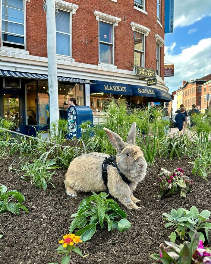 Rabbit wearing a harness in a garden patch outside Market Square, showing Hoppy Gilmore&rsquo;s dog-like companion traits.