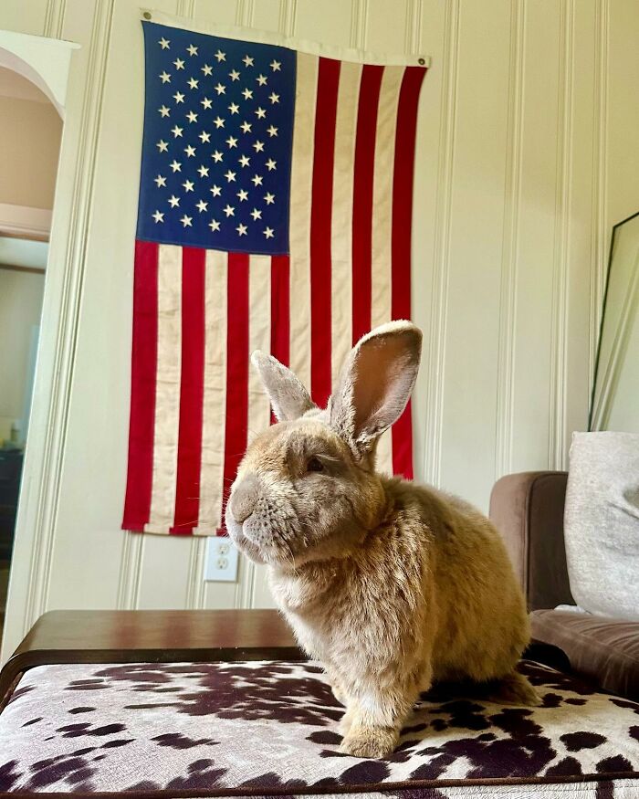Brown rabbit sitting on a patterned surface with an American flag in the background, showing dog-like affectionate behavior.