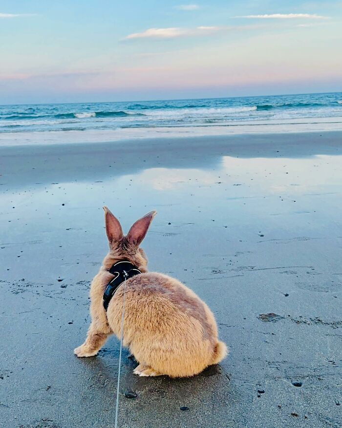Rabbit wearing a harness on a leash sitting on the beach by the ocean, showcasing an affectionate, dog-like companion.