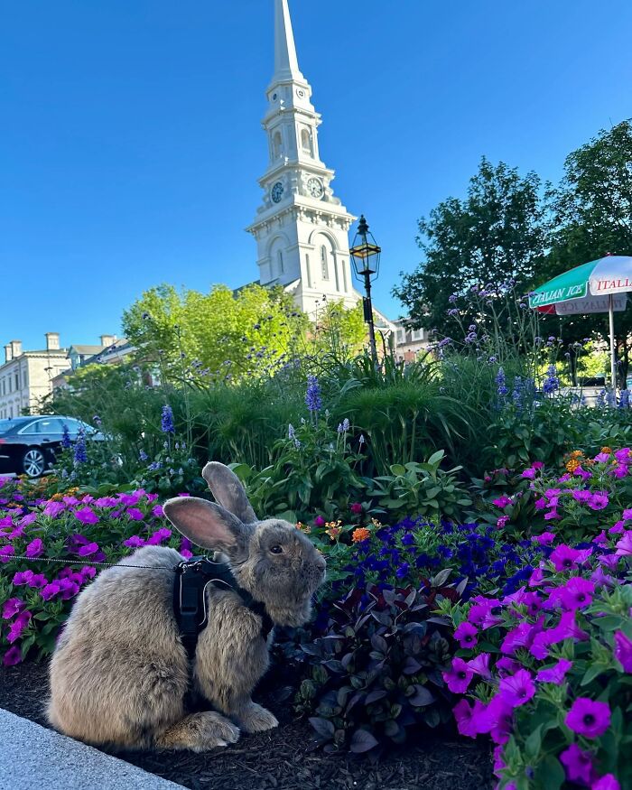 Rabbit wearing a harness sitting among vibrant flowers with a church steeple and clear blue sky in the background.